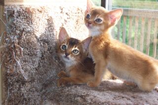 Abyssinian kittens