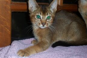 Abyssinian Kitten