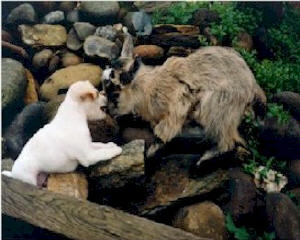 Pygmy Kid with Rat Terrier Puppy