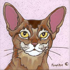 C17 - Abyssinian