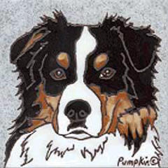 Australian Shepherd - D9KTRI